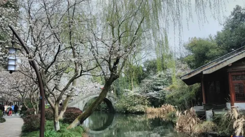 盛开的樱花