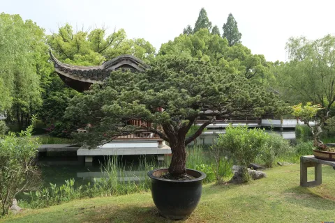 曲院风荷里面的盆景