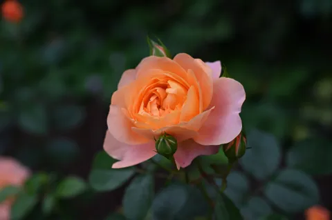 艳丽花开8