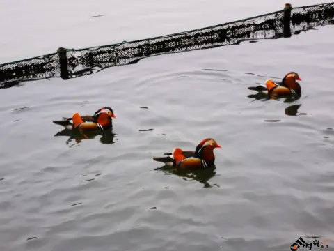 西湖水面上畅游的鸳鸯