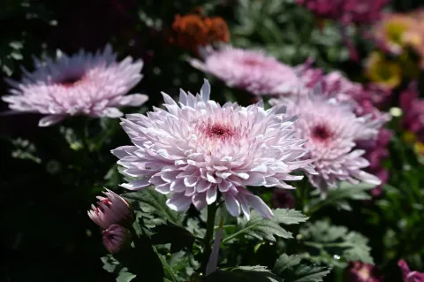 杭州植物园菊花展8