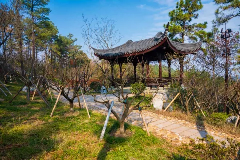 小梅山8