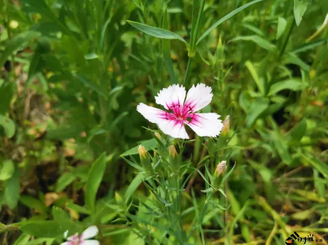 高架一侧绿化隔离带内各种盛开的鲜花