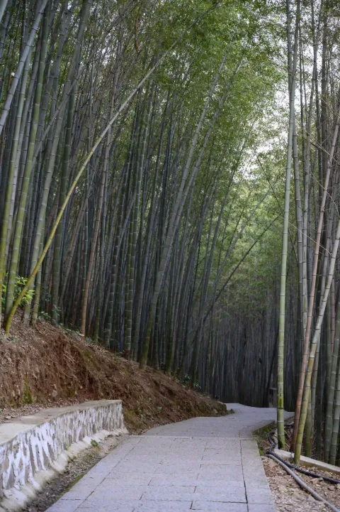 竹林间步行道6