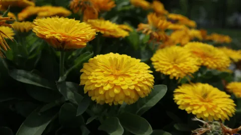 花草