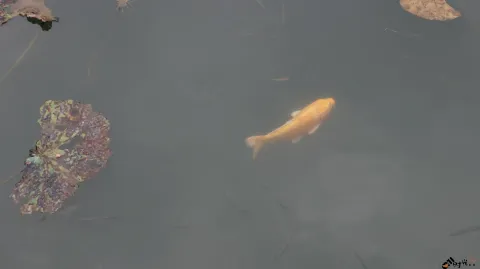 水中畅游的鱼儿