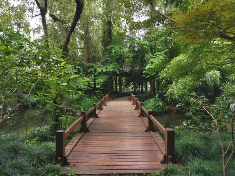 曲院风荷13