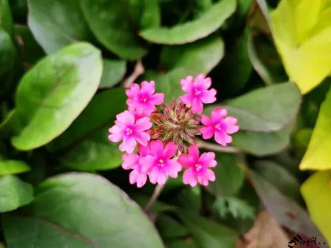 艳丽的花儿