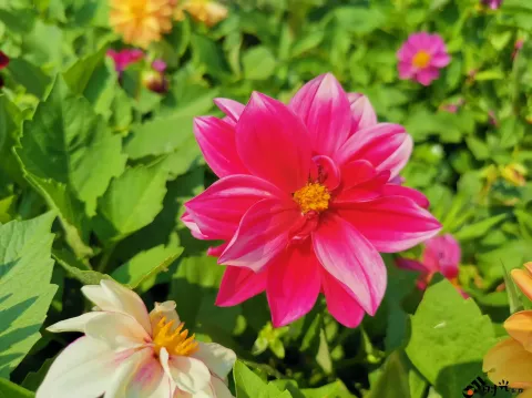 西溪湿地盛开的鲜花