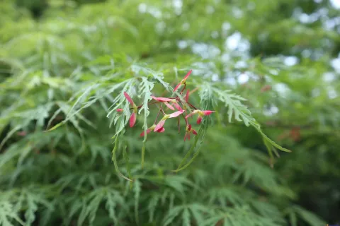 绽放的艳丽花朵