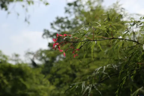 绽放的艳丽花朵