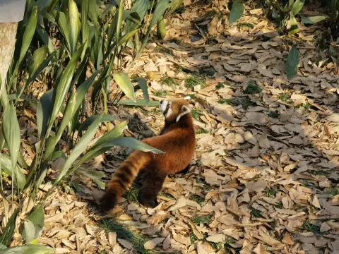 杭州动物园3