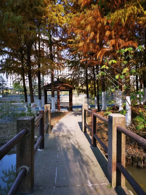 萧山北塘公园秋季的风景