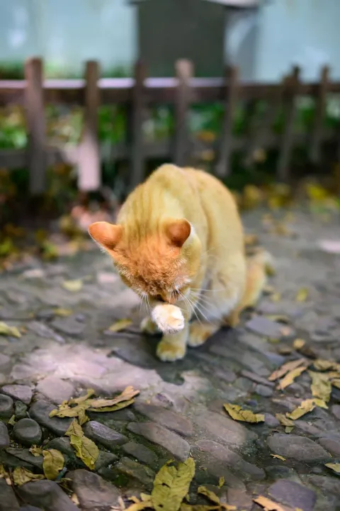 西园寺里的猫咪6