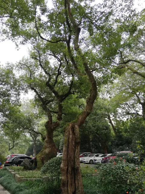 杭州植物园