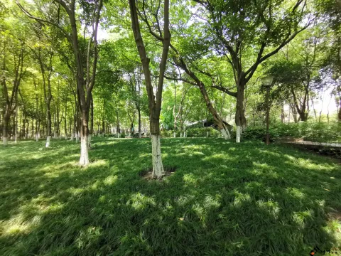 钱江新城森林公园