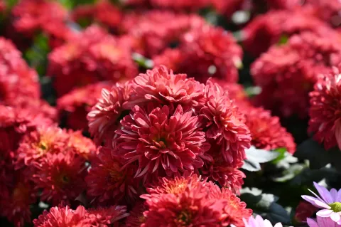 杭州植物园菊花展12
