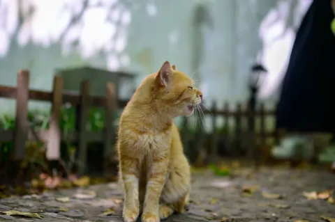 西园寺里的猫咪7