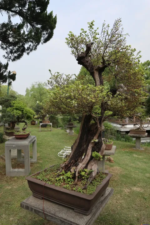 曲院风荷里面的盆景