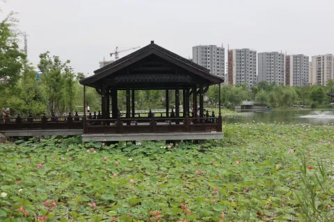 桃花湖公园里的荷花4