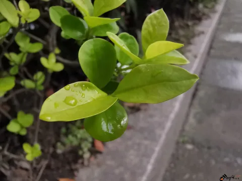 自然的绿色