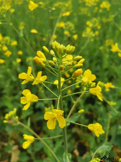 充满熟悉味道的油菜花