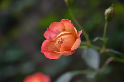 艳丽花开3