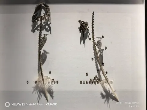 自然之美11