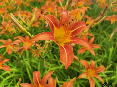 萱草