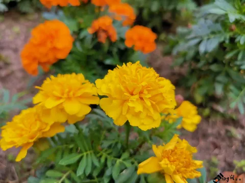 盛开的花朵