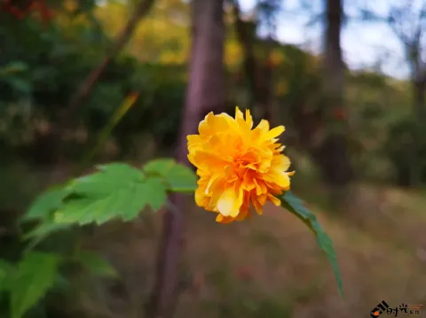 重瓣棣棠花
