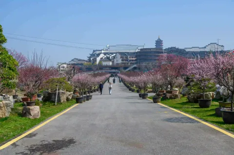 龙之梦东方盆景园20