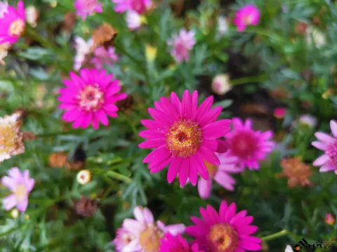 西溪湿地盛开的鲜花