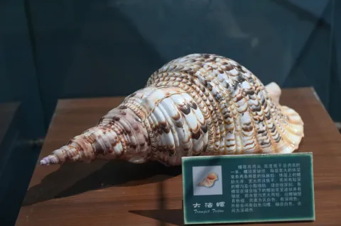 中国渔业博物馆7