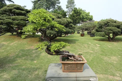 曲院风荷里面的盆景