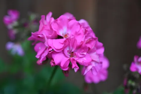 艳丽花开6