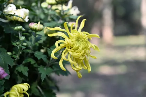 杭州植物园菊花展4