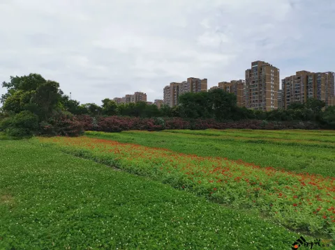 路边的野花不要采