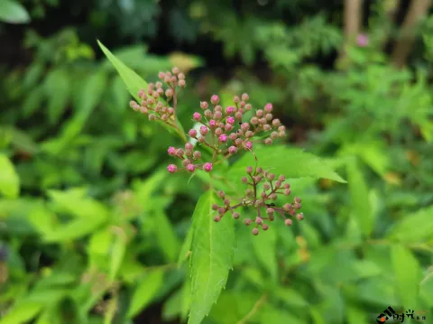 粉花绣线菊