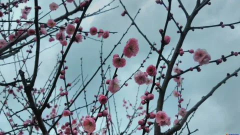 孤山看梅