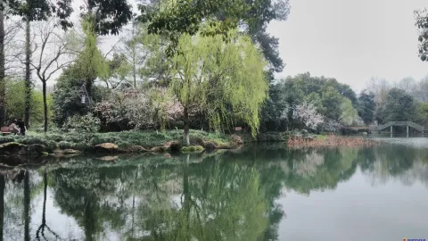 曲院风荷