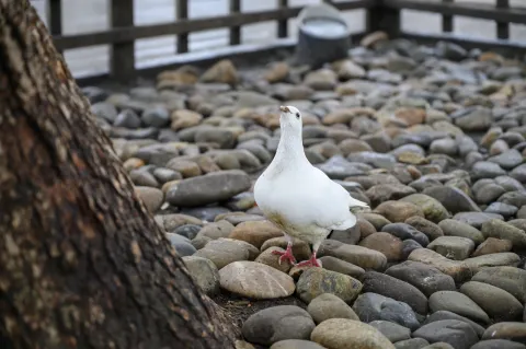 西湖边上的鸽子8