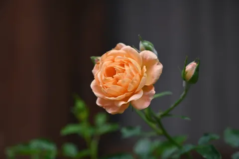 艳丽花开7