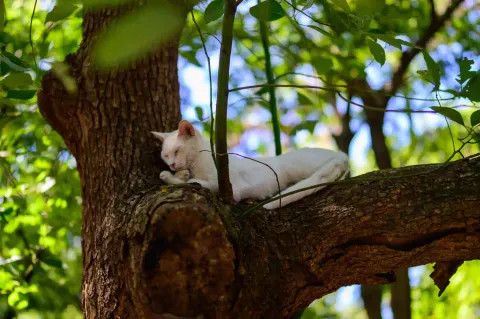 西园寺里的猫咪3