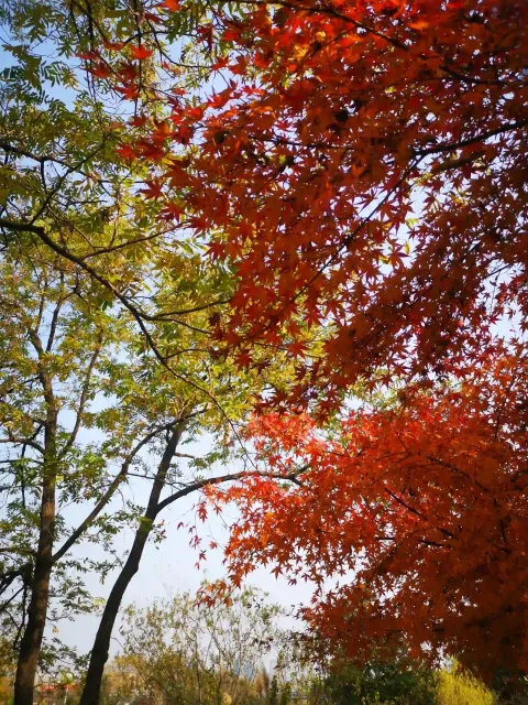 萧山北塘公园秋季的风景