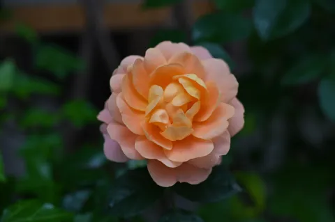 艳丽花开4