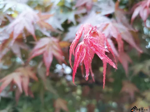 红枫