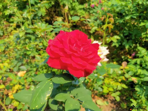 西溪湿地盛开的鲜花