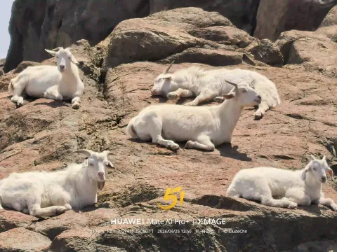 崖上山羊自在栖息3