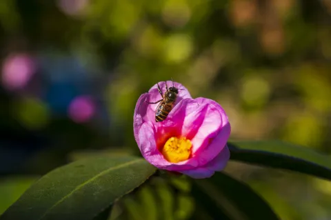 花中采蜜的蜜蜂4